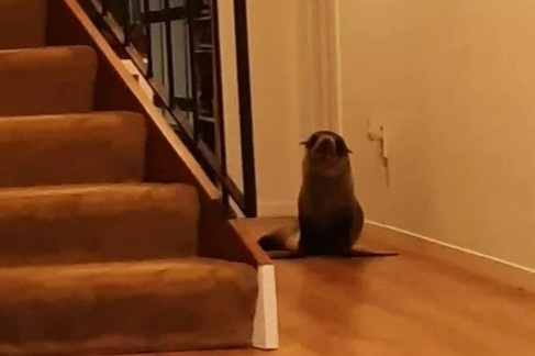 Hai cau New Zealand bat ngo xuat hien trong nha dan, lam meo sang chan hinh anh