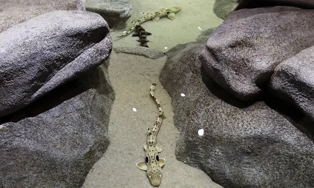 Phat hien ca map tham di bo tren can suot nhieu gio khong can oxy hinh anh