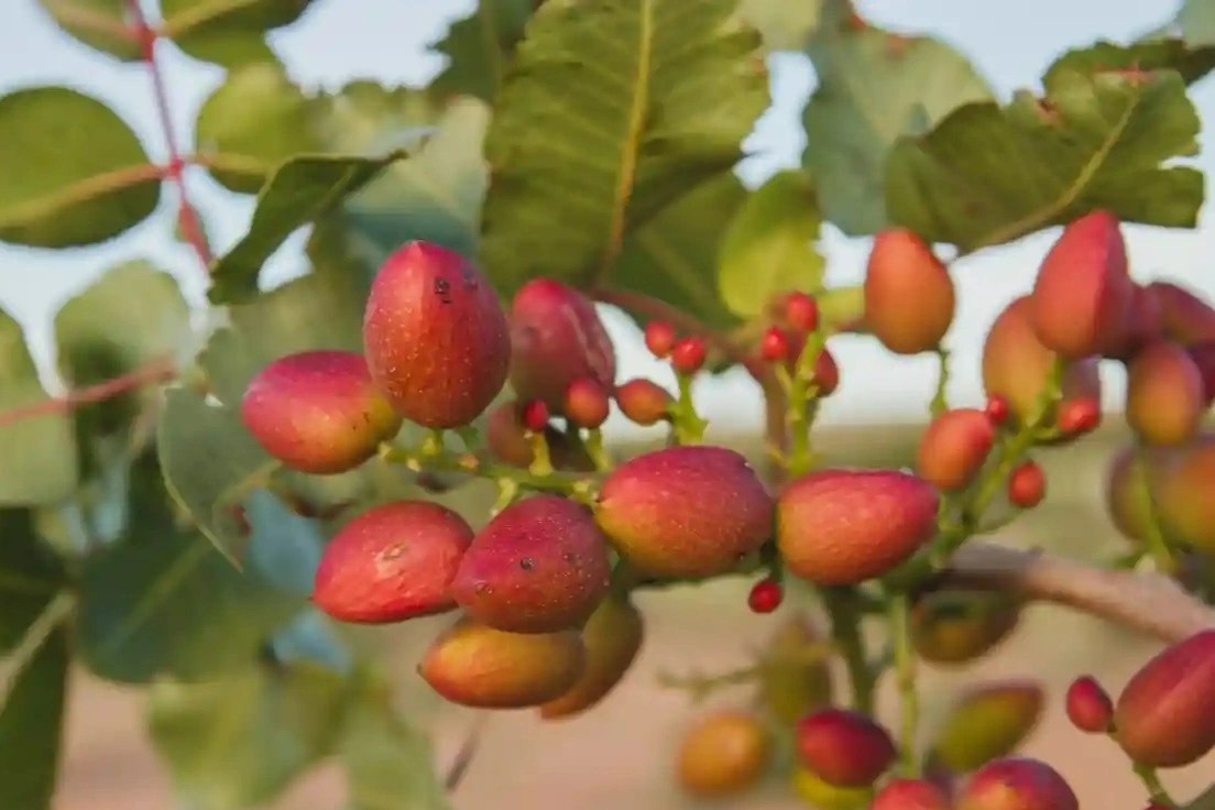 Hat de cuoi tro thanh 'vang xanh' cua Tay Ban Nha hinh anh