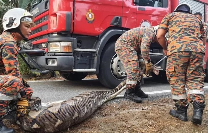 Video bat tran gam khong lo dai 6 m nuot tron de cai o Malaysia hinh anh