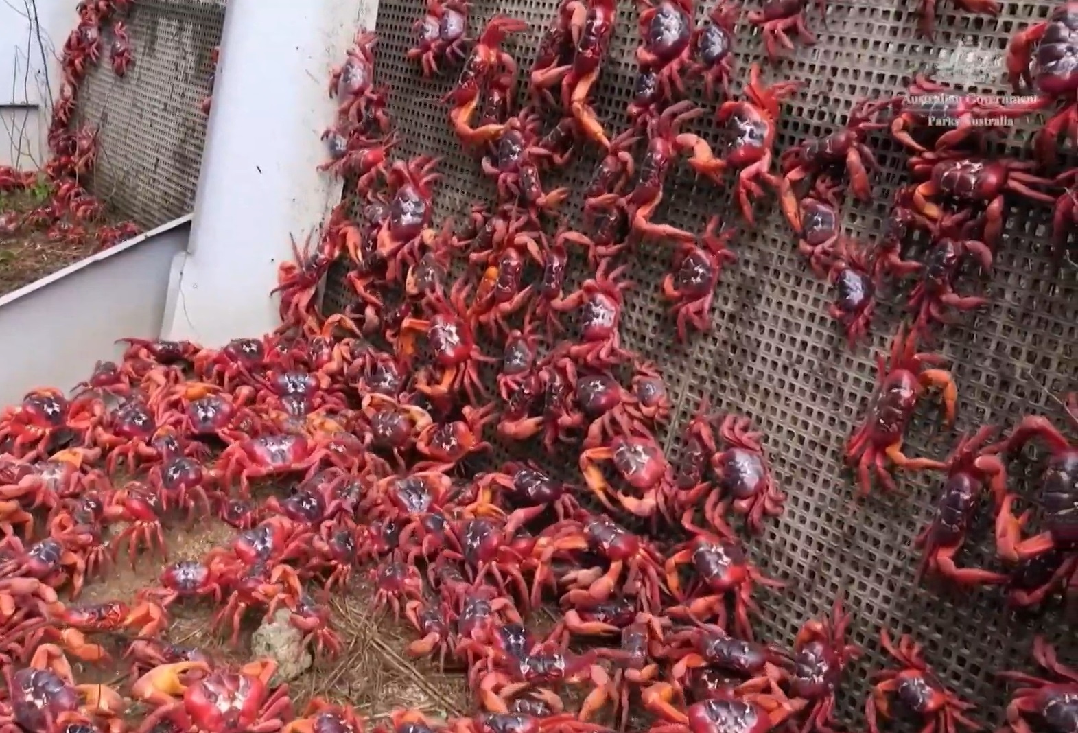 Cua do dieu hanh tren dao Giang Sinh hinh anh