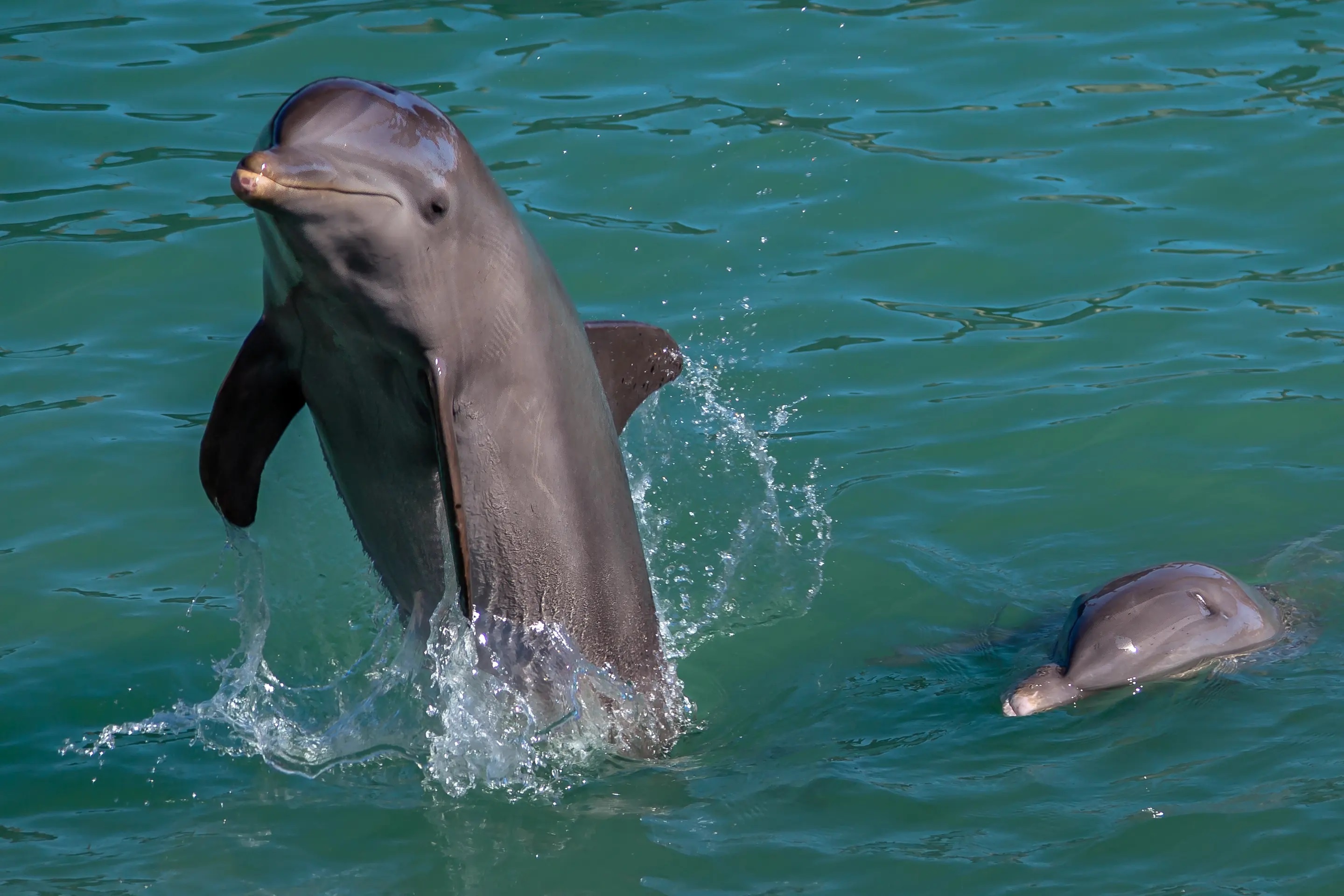 Lan dau phat hien ca heo co the mac Alzheimer nhu nguoi hinh anh