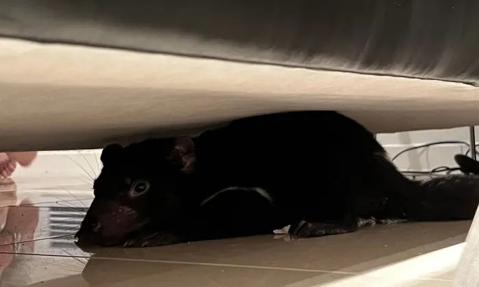 quy tasmania di vao nha anh 1