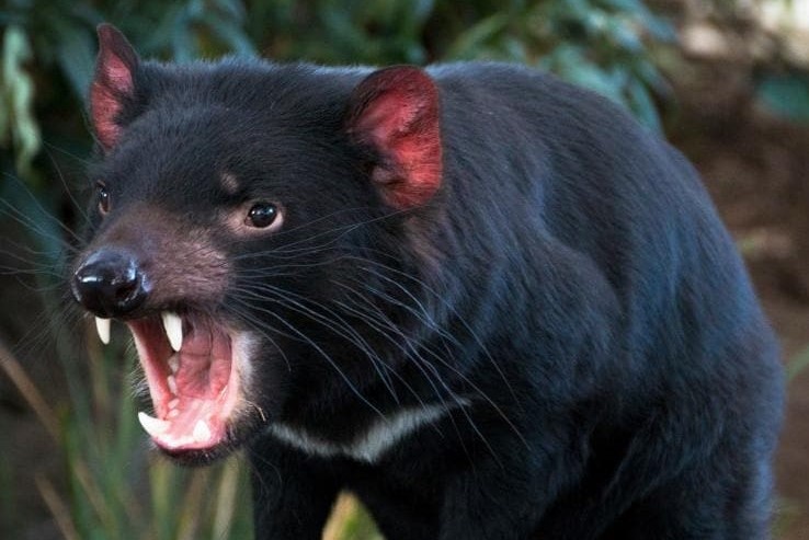 Phat hoang khi nhin thay quy Tasmania duoi gam ghe hinh anh