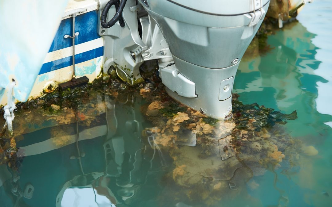 du thuyen o australia anh 1