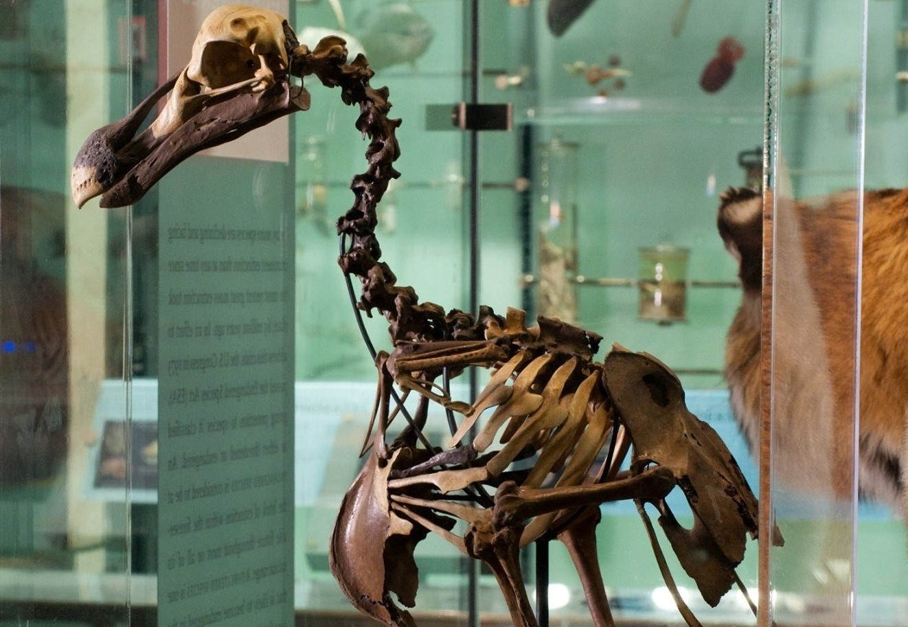 Tham vong hoi sinh chim dodo hinh anh