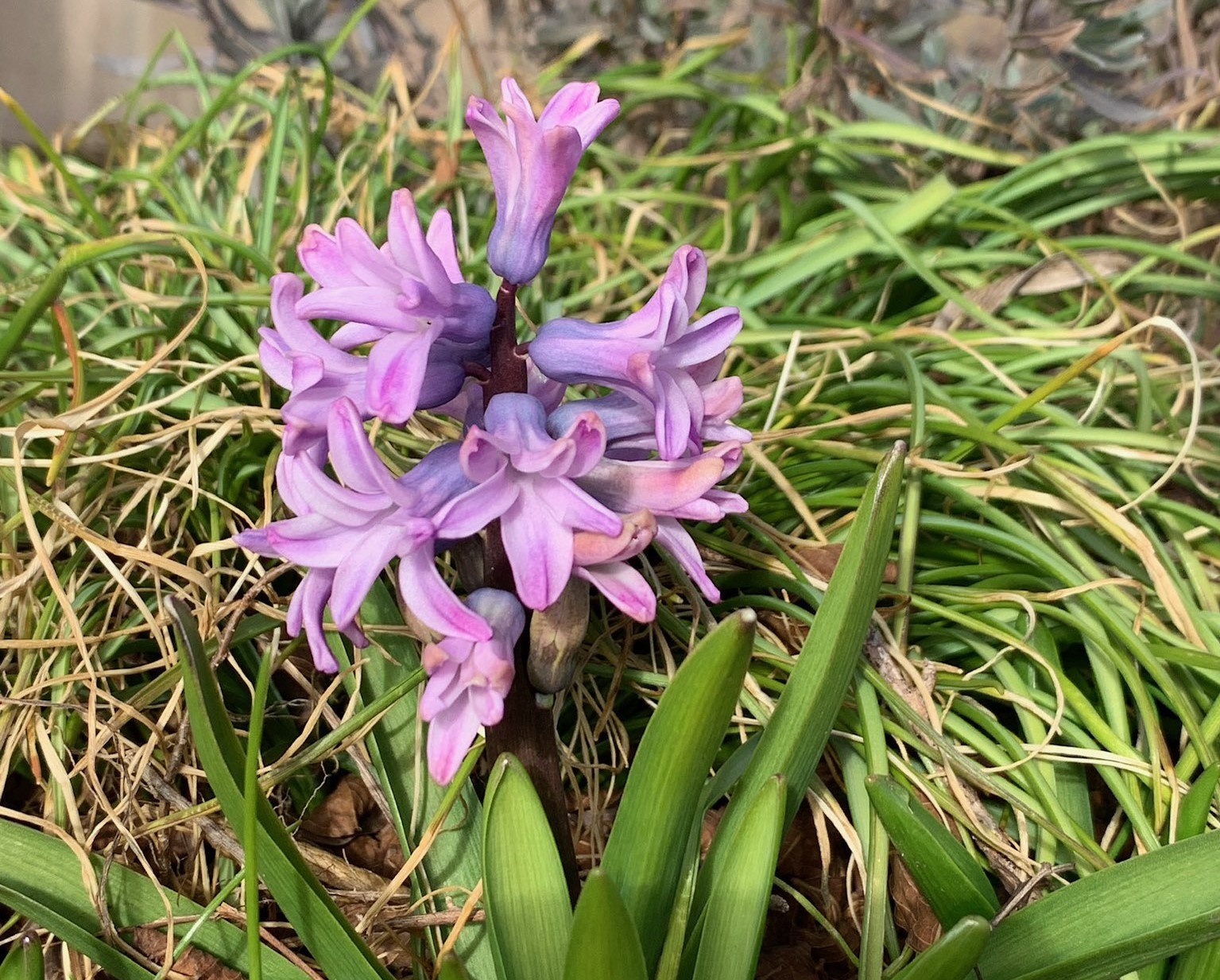 ngay chuot chui anh 2