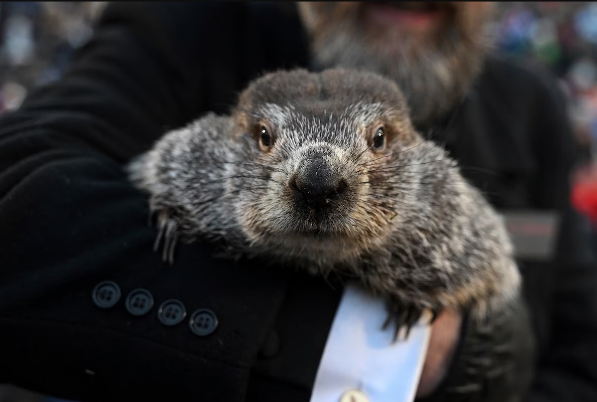 Chuot chui Punxsutawney Phil da sai hinh anh