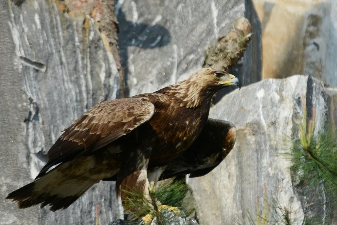 Thien duong cho dong vat hoang da o khu DMZ Trieu Tien hinh anh