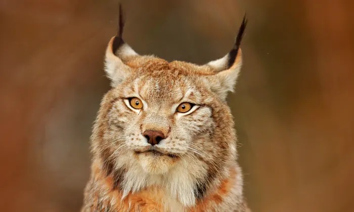 Thuy Dien gay tranh cai khi cho phep san linh mieu hinh anh