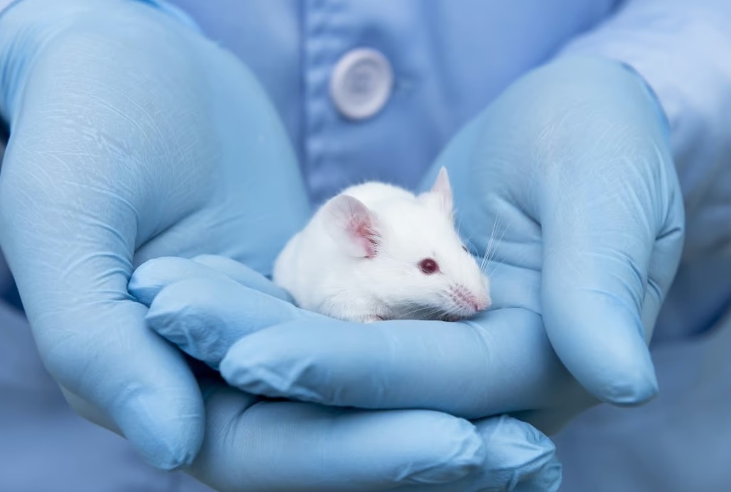 Gioi khoa hoc lan dau tien tao ra chuot con tu 2 chuot duc hinh anh