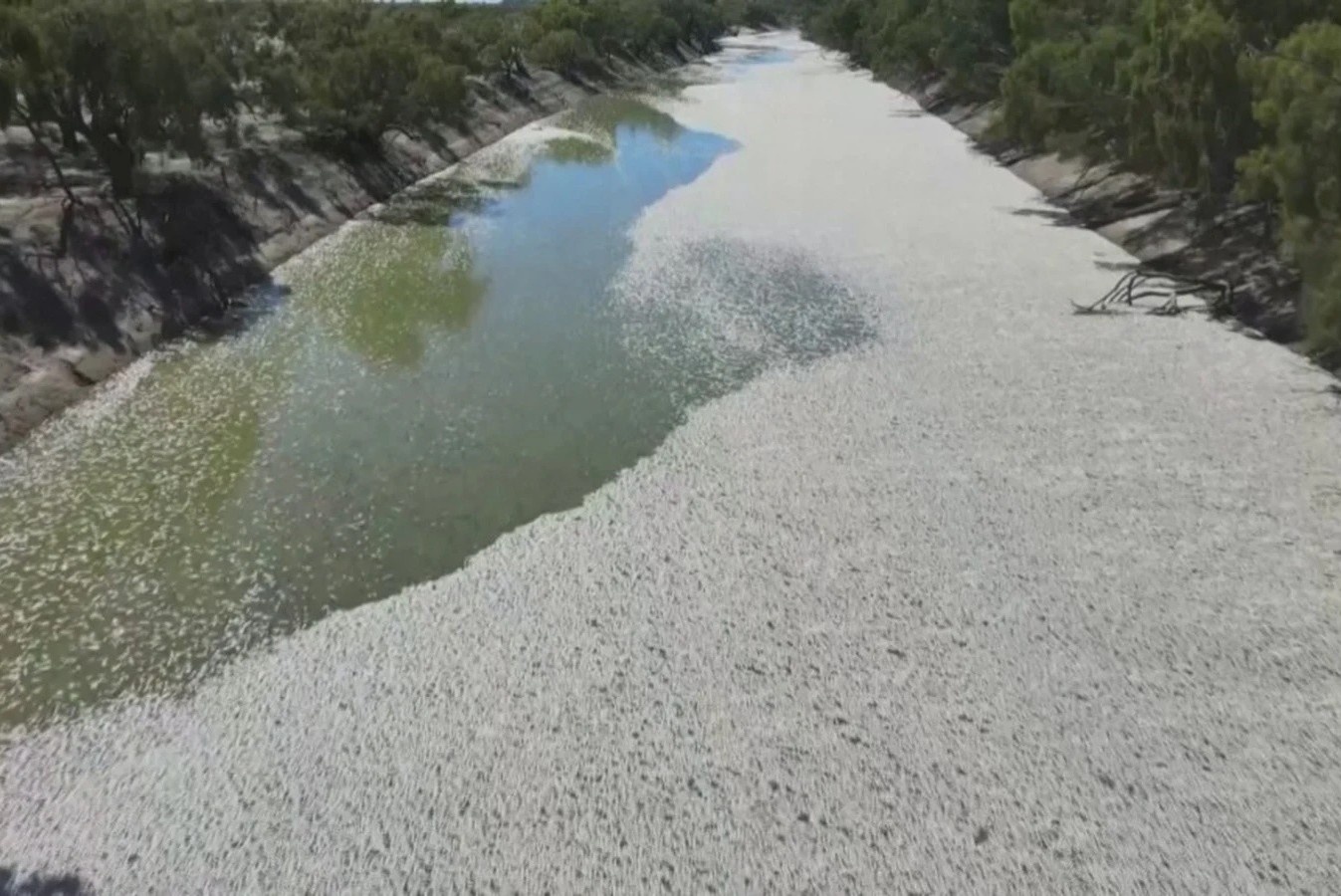 Ca chet trang song o Australia hinh anh