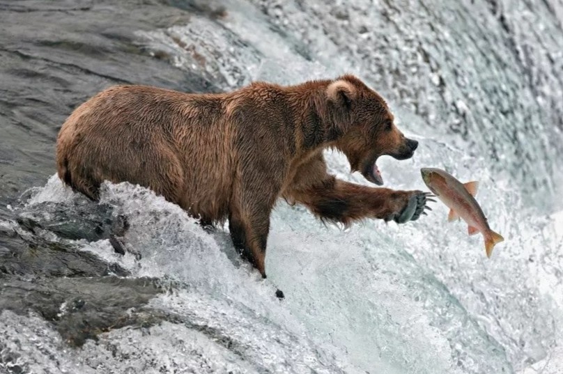 Con so gay lo ngai ve dong vat hoang da co vu hinh anh