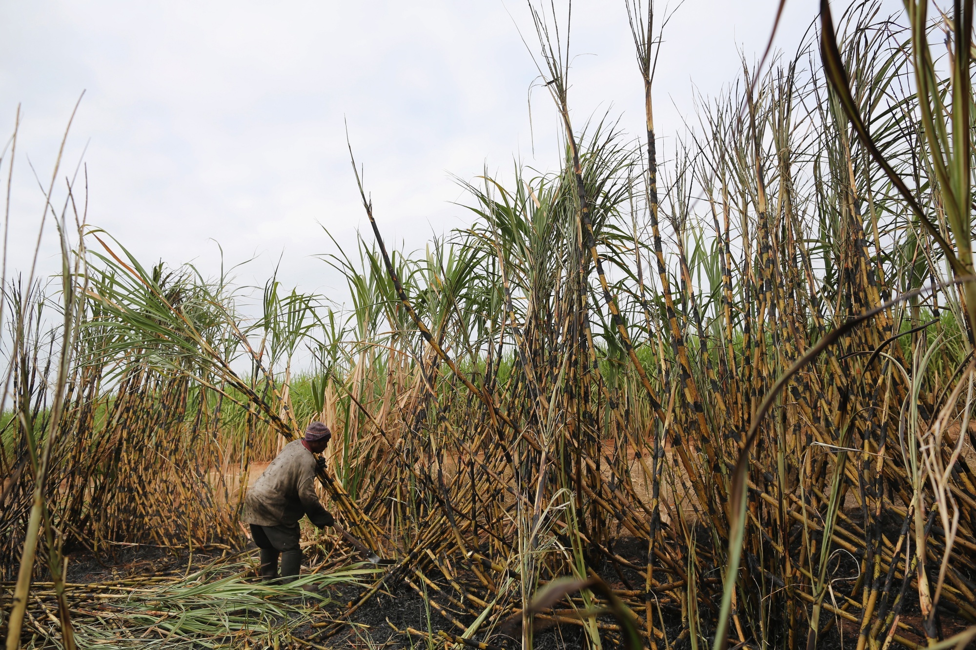 thue duong o nam phi anh 3