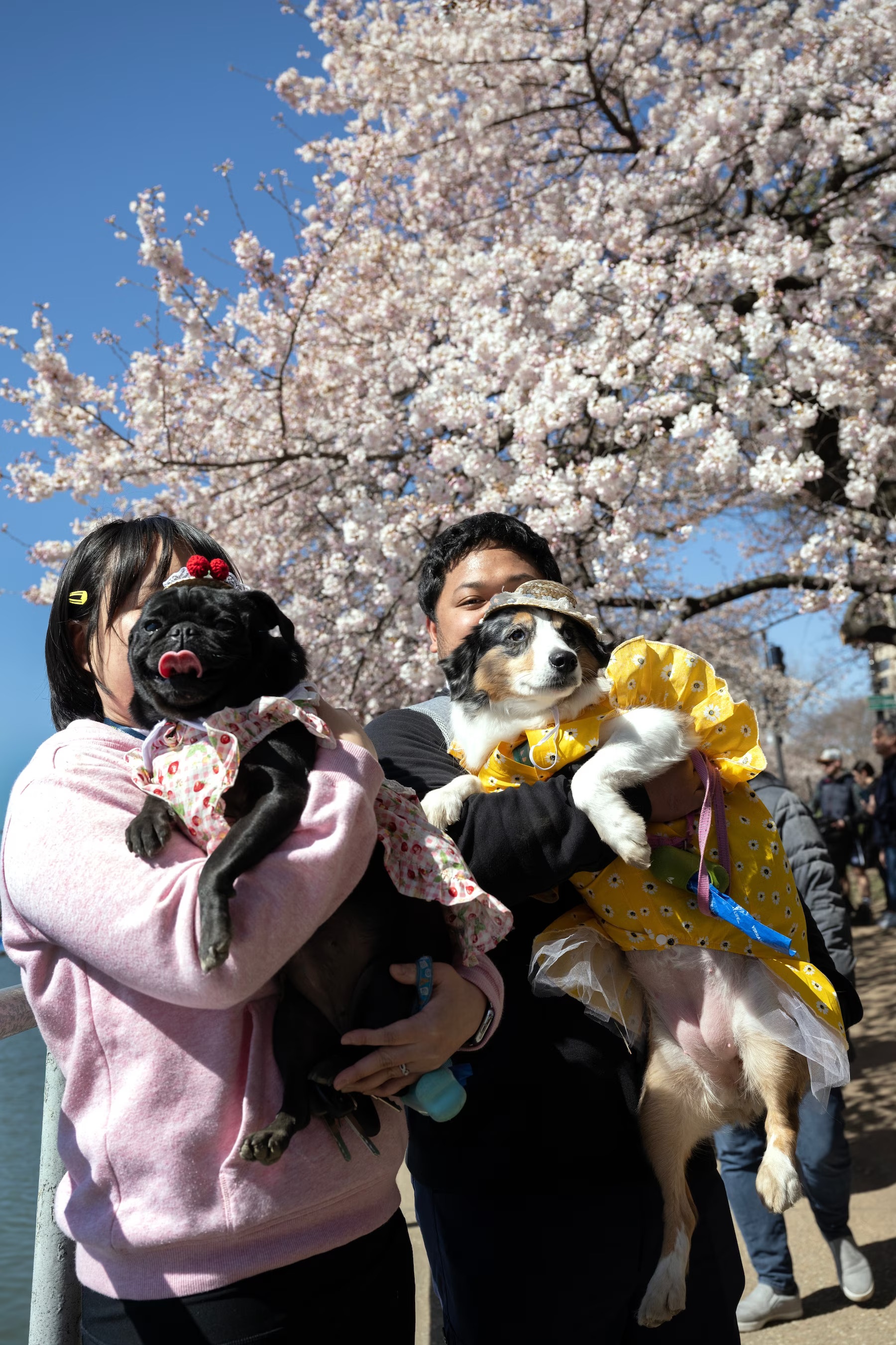 hoa anh dao no anh 4