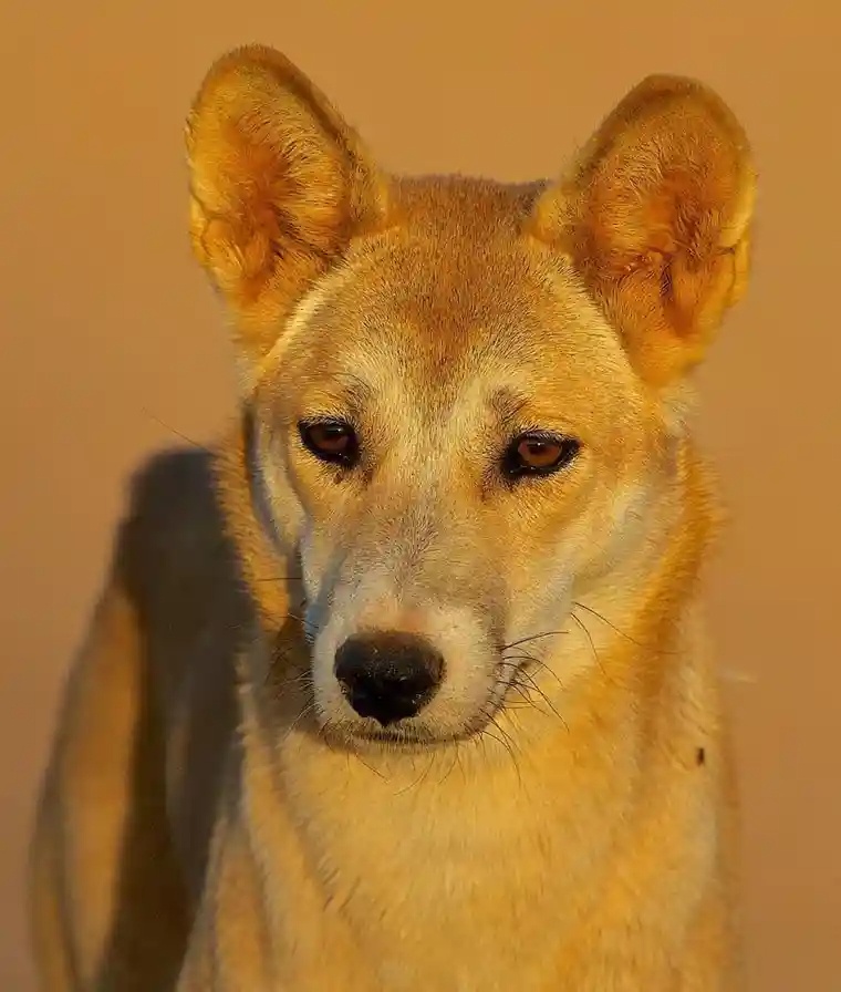 cho dingo anh 1