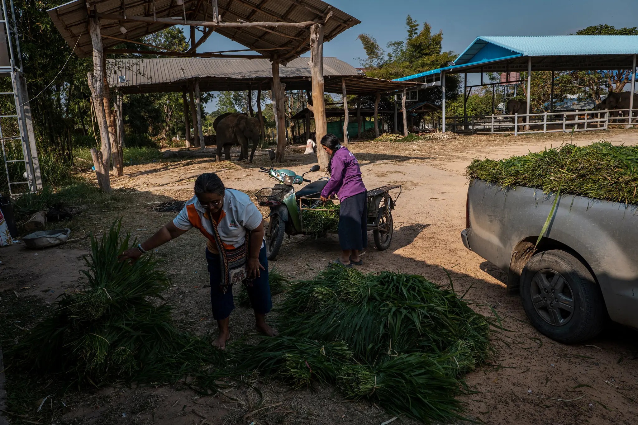 nuoi voi o thai lan anh 4