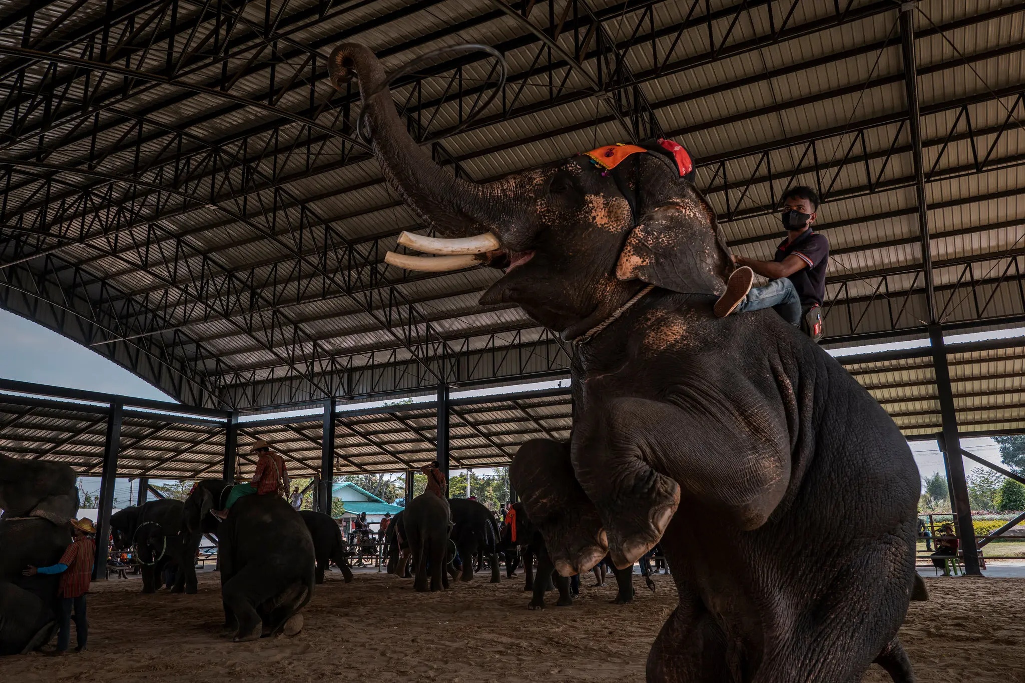 nuoi voi o thai lan anh 1