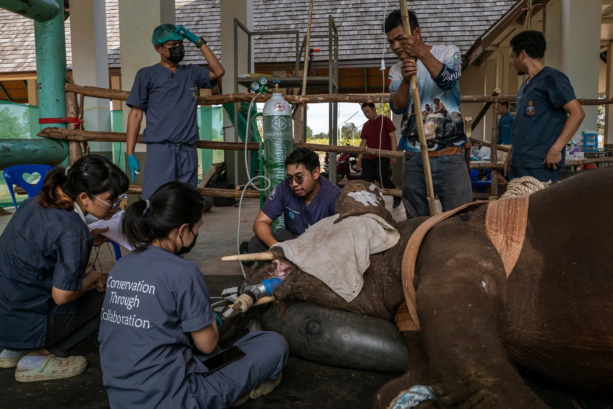 nuoi voi o thai lan anh 9