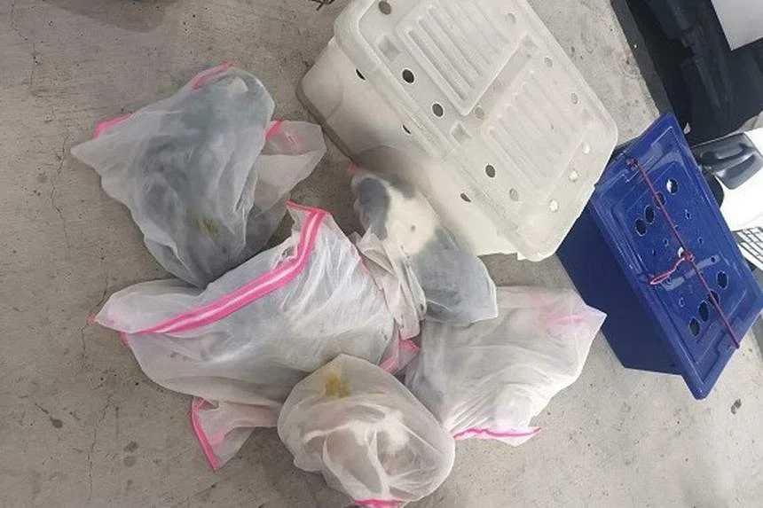 buon lau vat nuoi anh 1