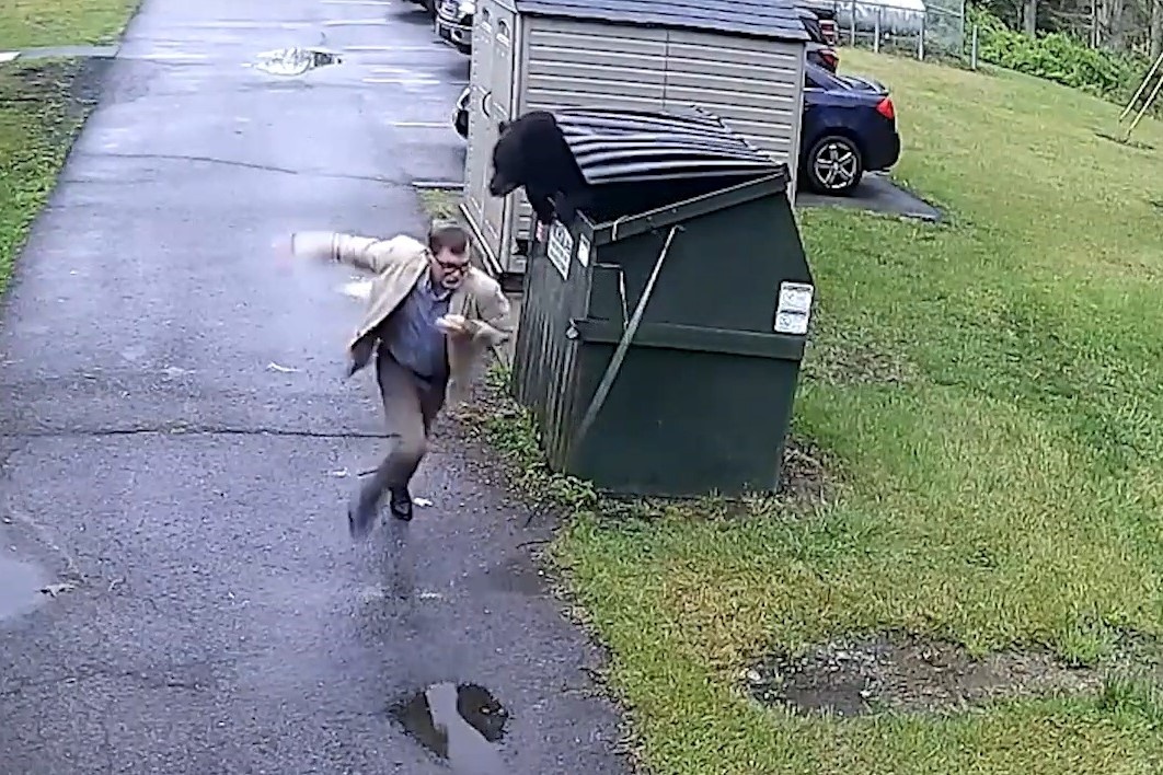 Phat hoang khi giap mat gau chui ra tu thung rac o My hinh anh