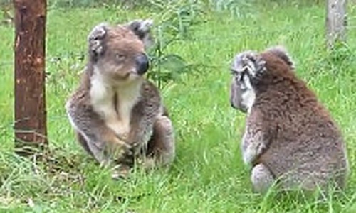 Gau tui 'cai nhau' trong vuon thu hinh anh