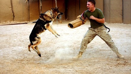 Nhung sieu 'chien binh bon chan' cua quan doi My hinh anh