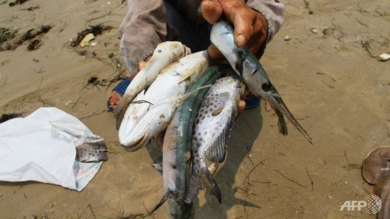 dai loan phan doi formosa gay ca chet o Viet Nam anh 1