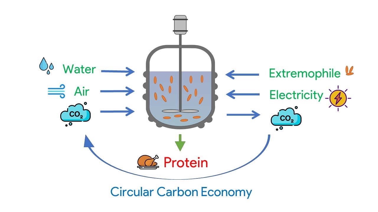 Tong hop protein tu khi CO2,  Protein,  CO2,  Thit anh 2
