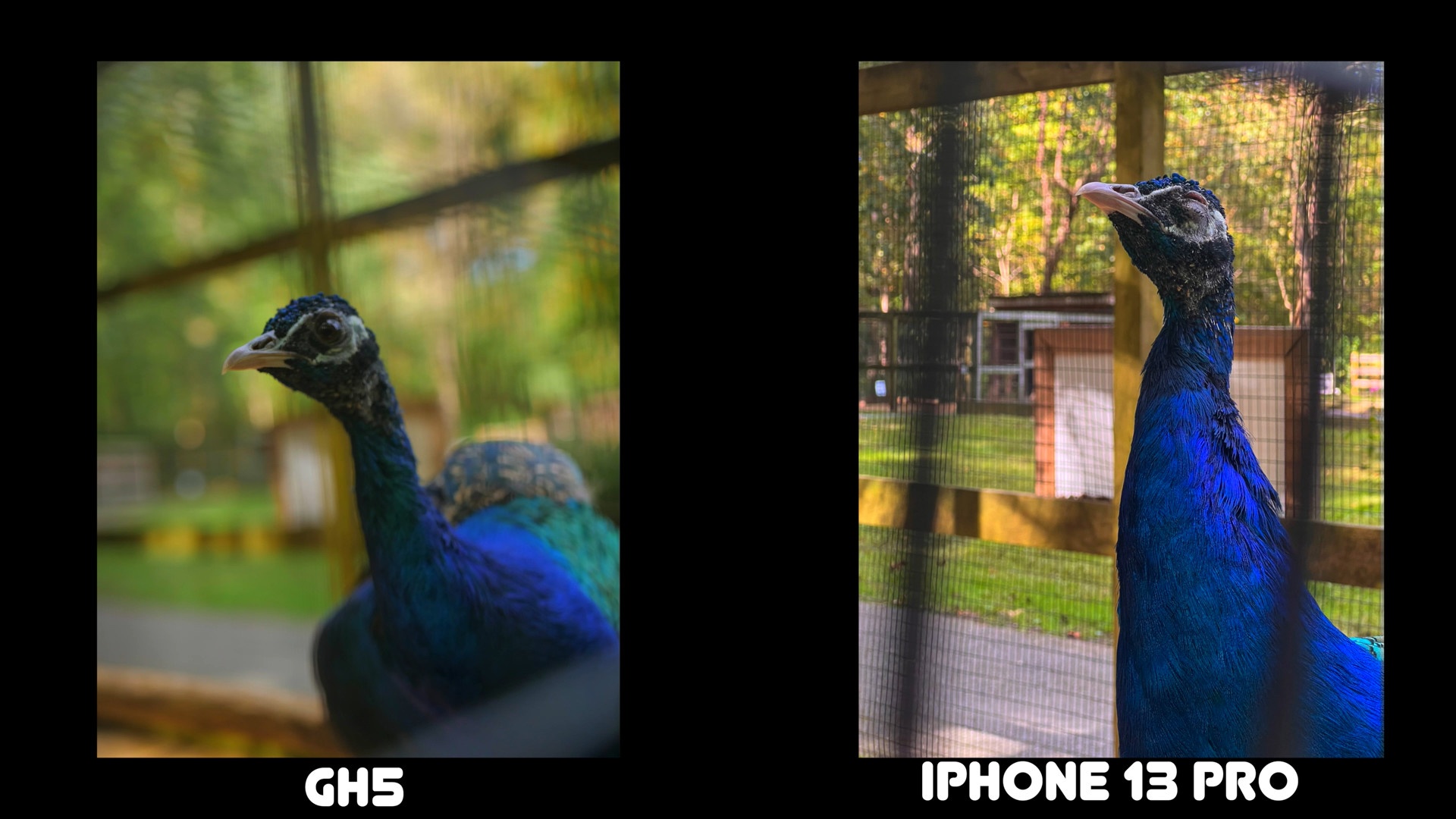 Camera iPhone qua 'thong minh',  lam mat mau sac chan that anh 4