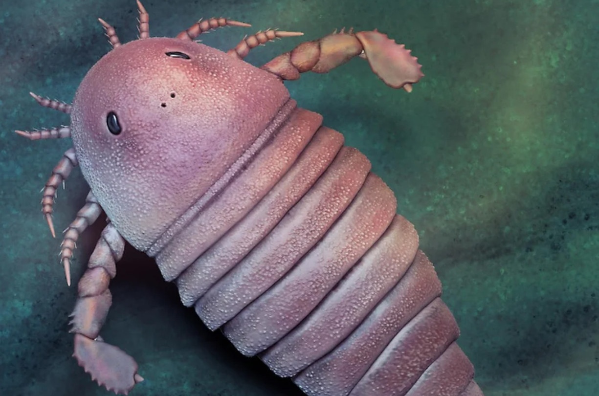 Hoa thach bo cap bien anh 1