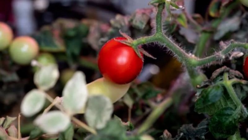 'Ky an' qua ca chua mat tich tren tram vu tru hinh anh