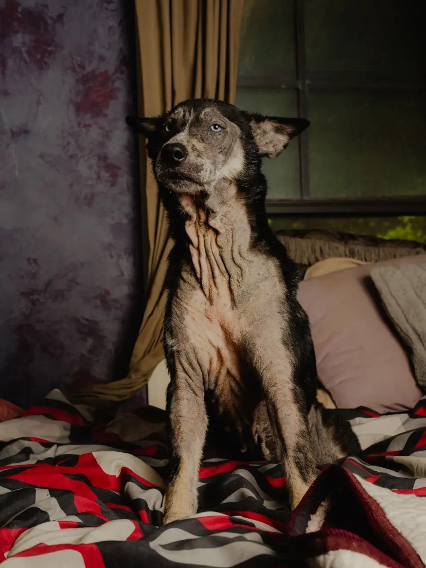 texas,  bitcoin anh 3