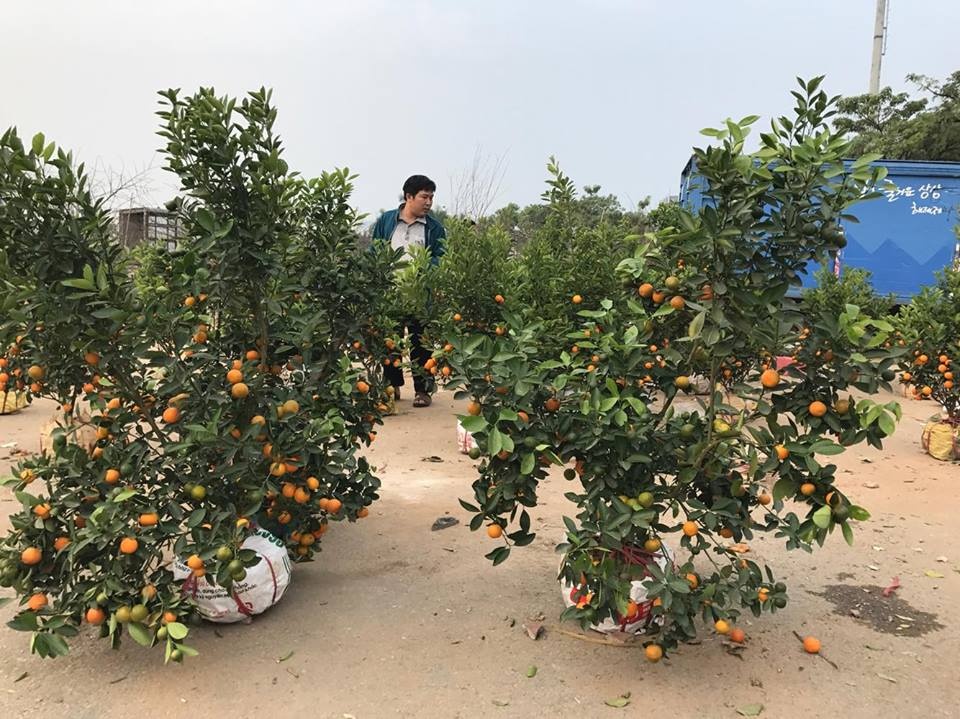 Đào, quất phá giá chiều 29 Tết ảnh 2 Dao, quat pha gia chieu 29 Tet anh 2