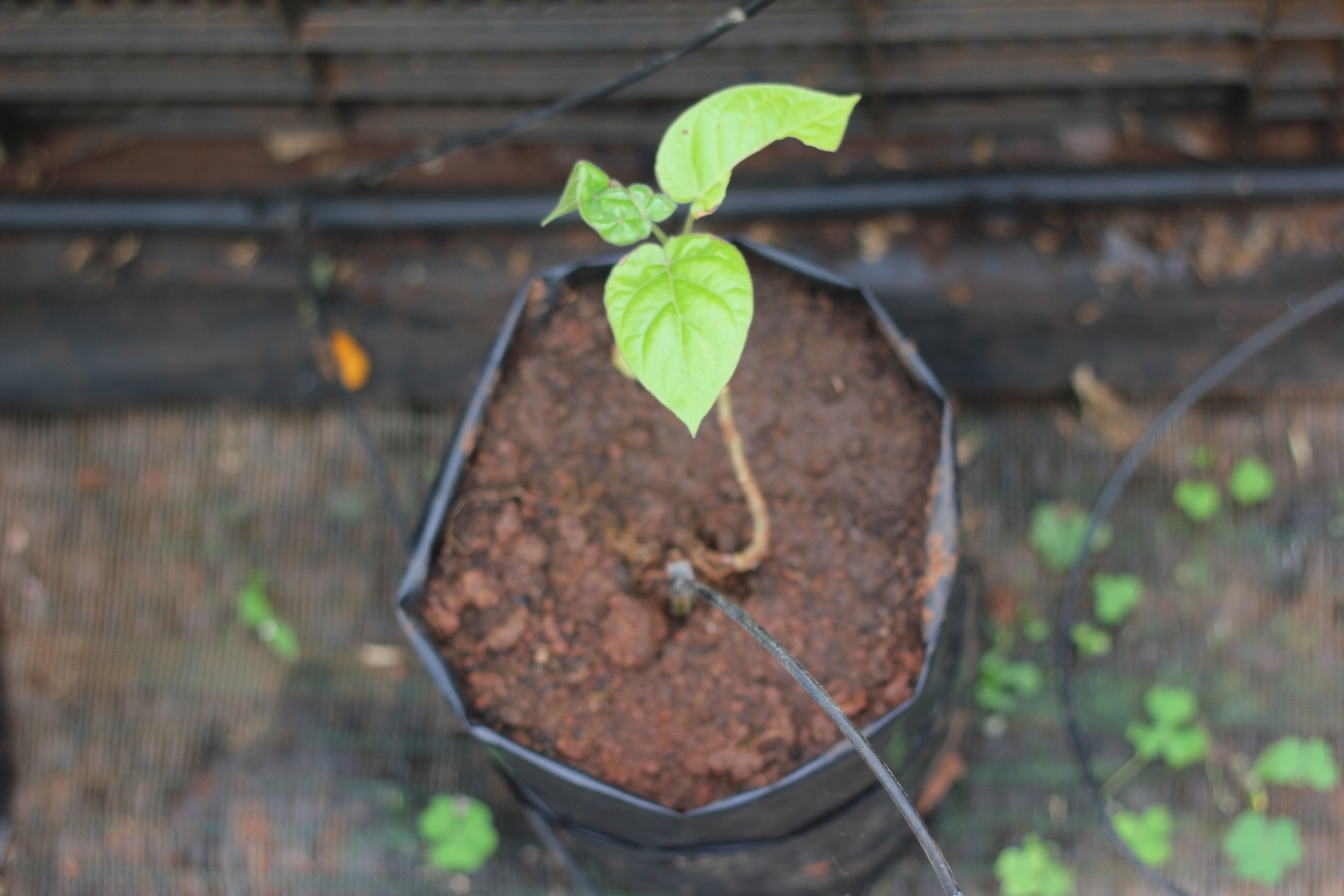 ca chua than go gay sot anh 2