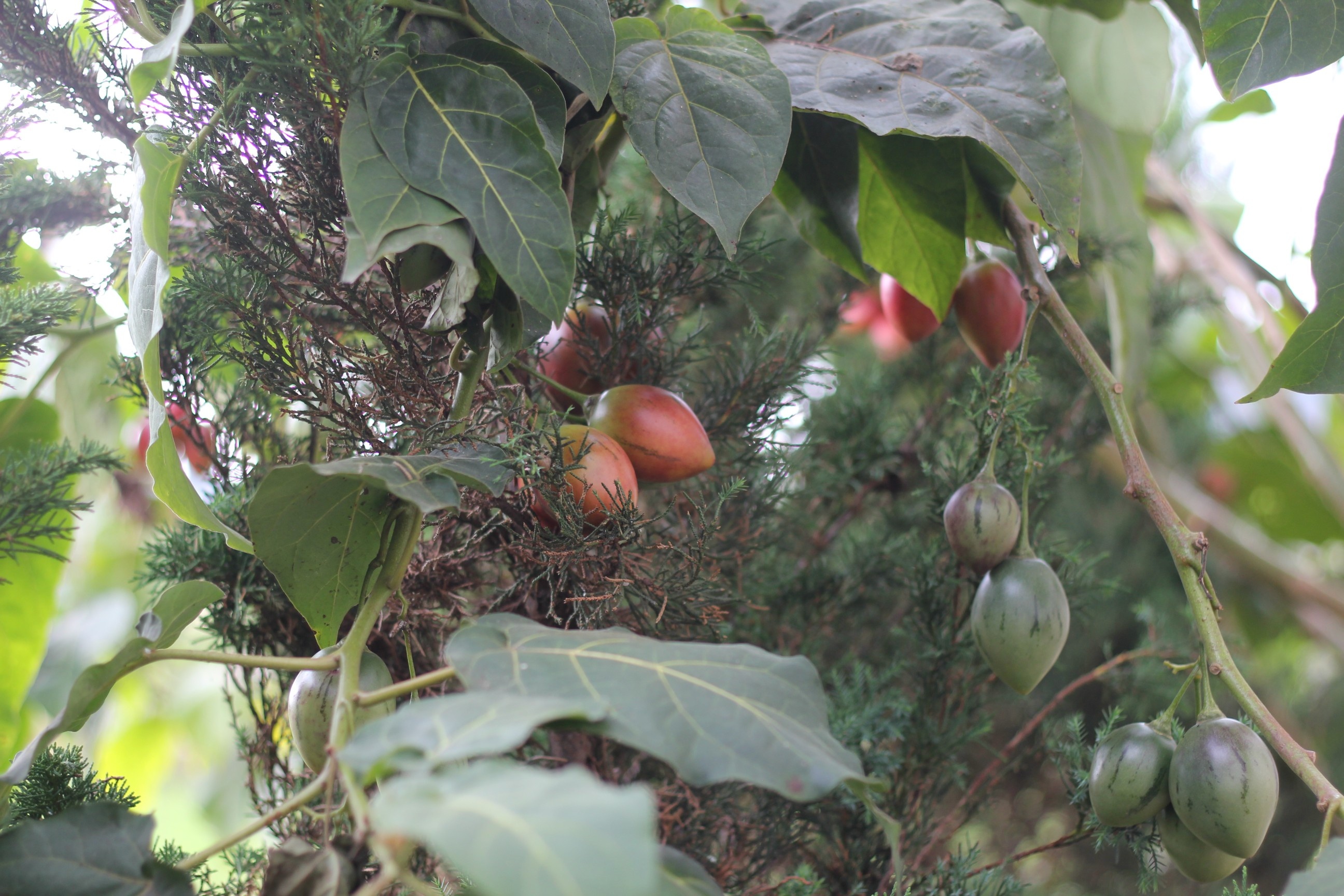 ca chua than go gay sot anh 4