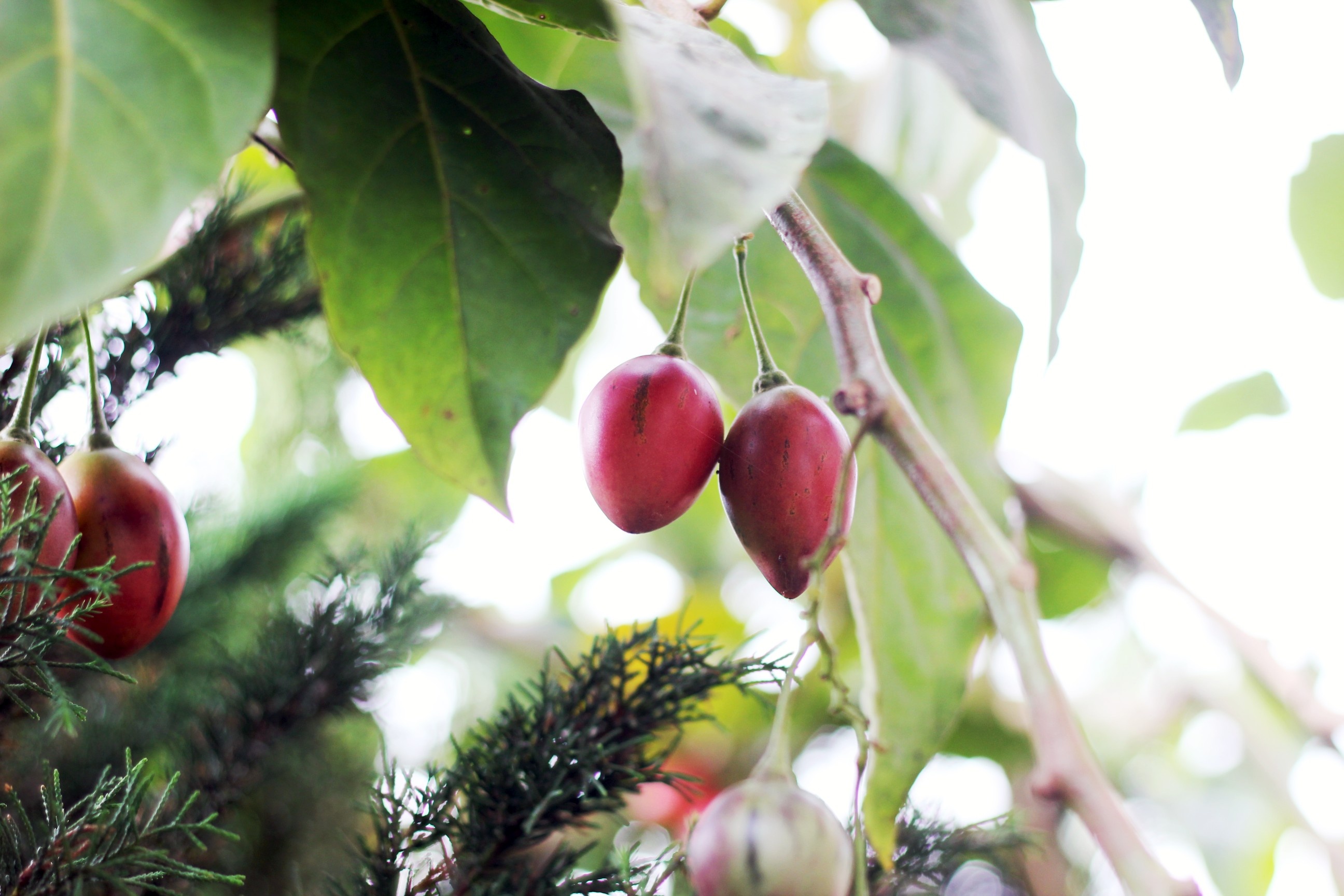 ca chua than go gay sot anh 5