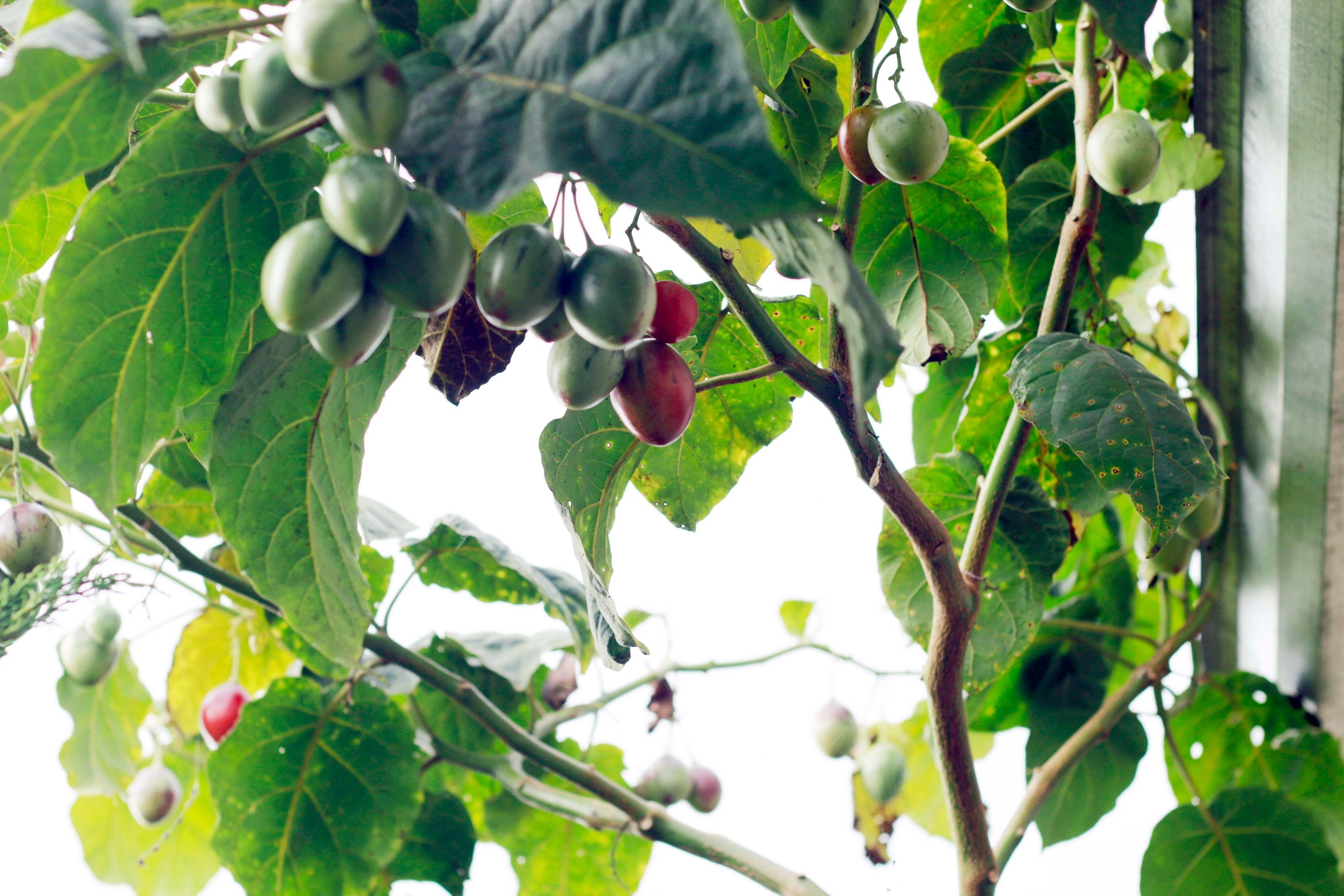 ca chua than go gay sot anh 6