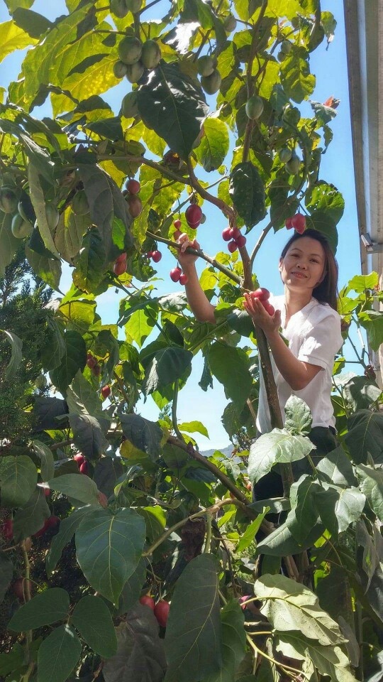 ca chua than go gay sot anh 8