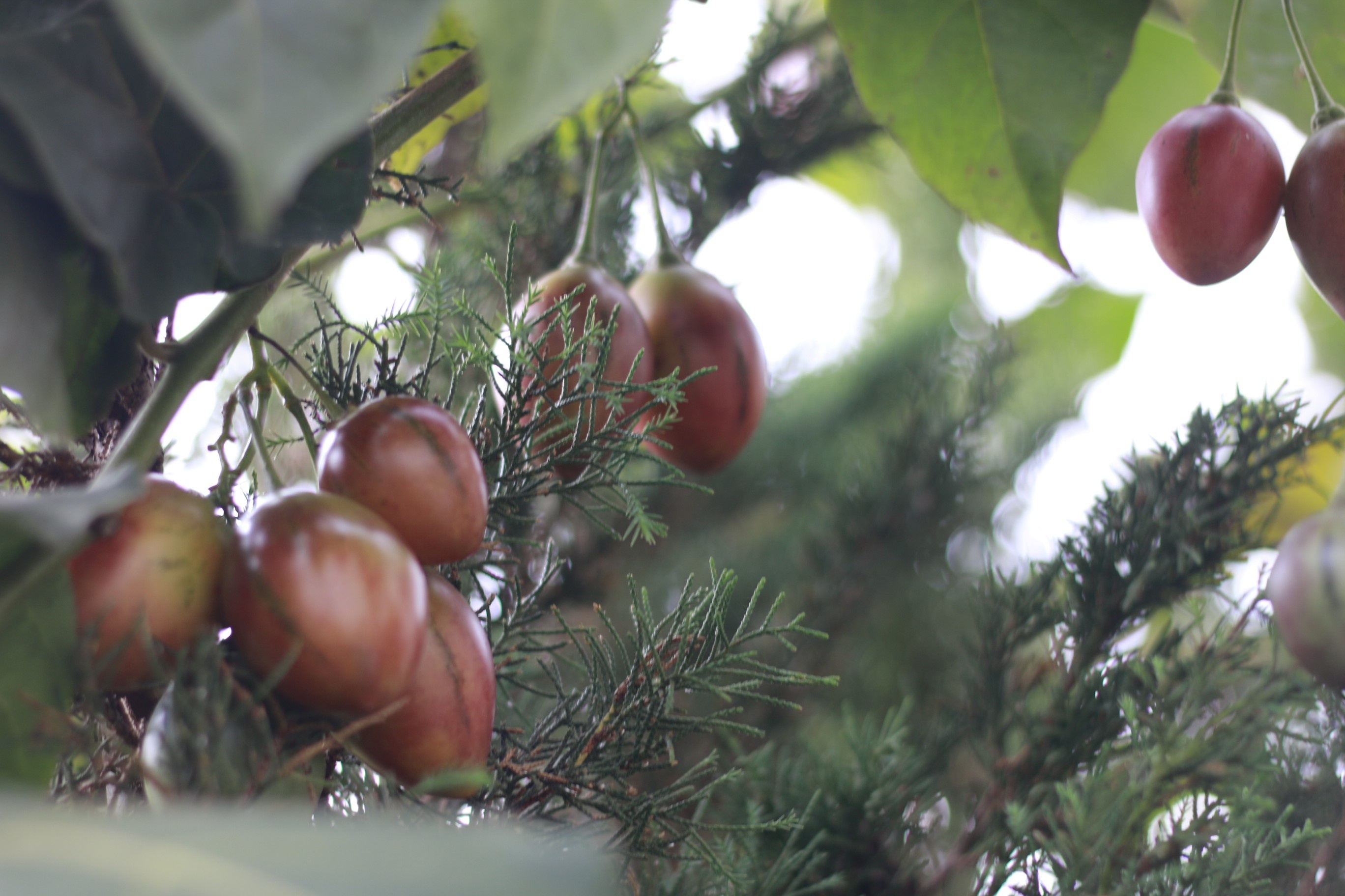 ca chua than go gay sot anh 7