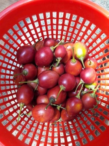 ca chua than go gay sot anh 9