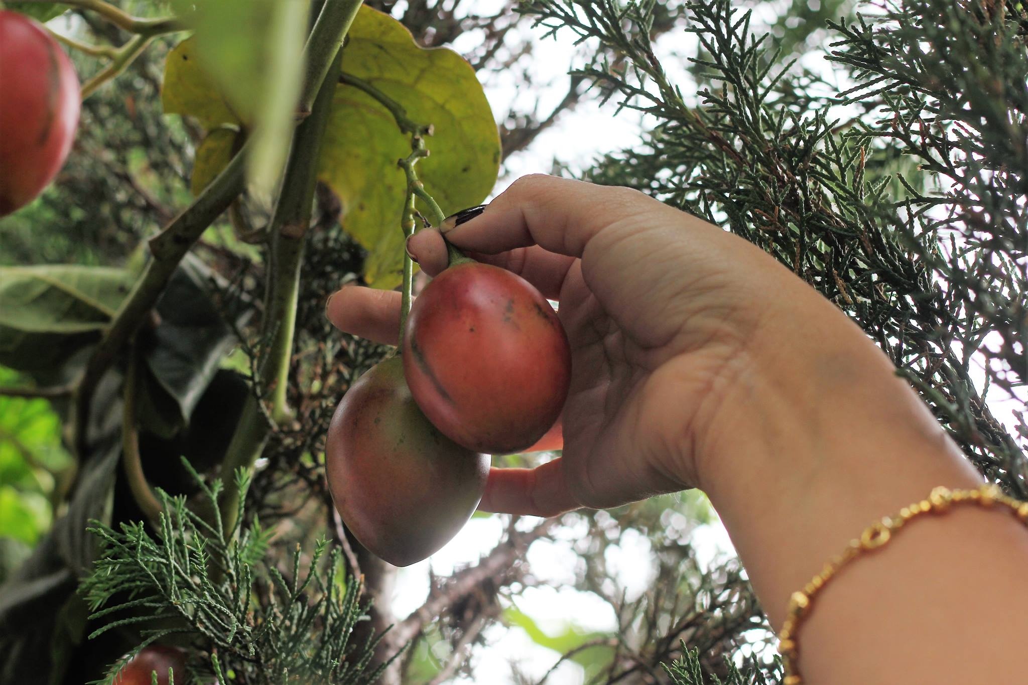 ca chua than go gay sot anh 10