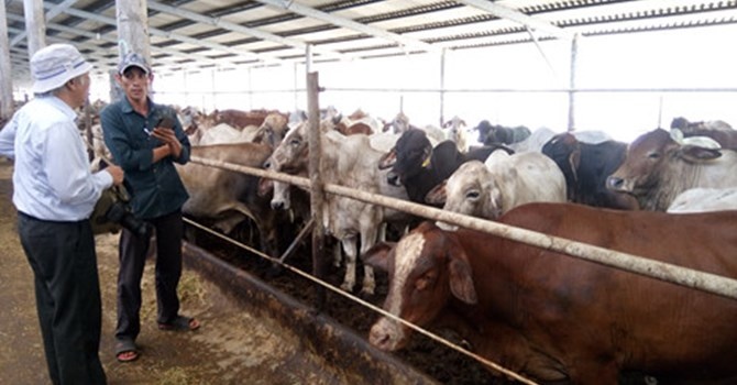 'Vua chuoi' kiem trieu do nho vo beo bo Uc hinh anh