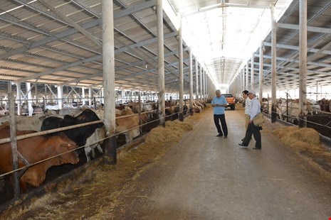 “Vua chuoi” kiem trieu do nho vo beo bo Uc anh 2