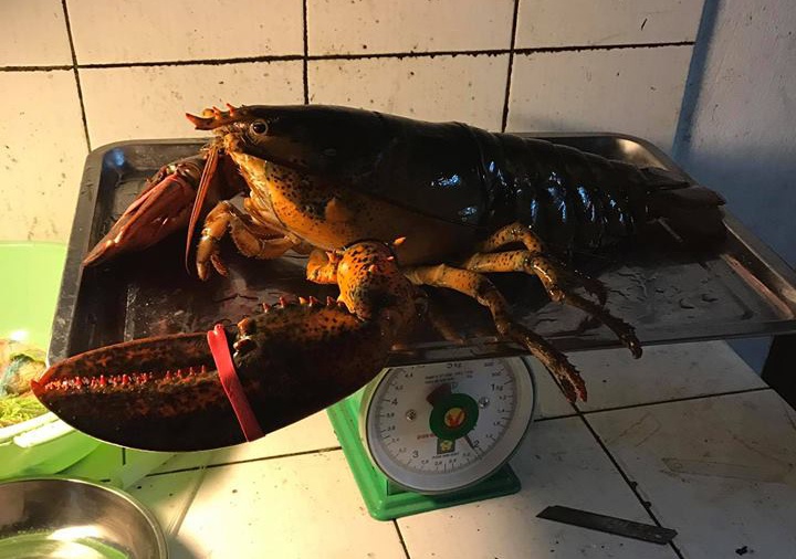 Tom hum Canada gia re hut khach mua tren mang hinh anh