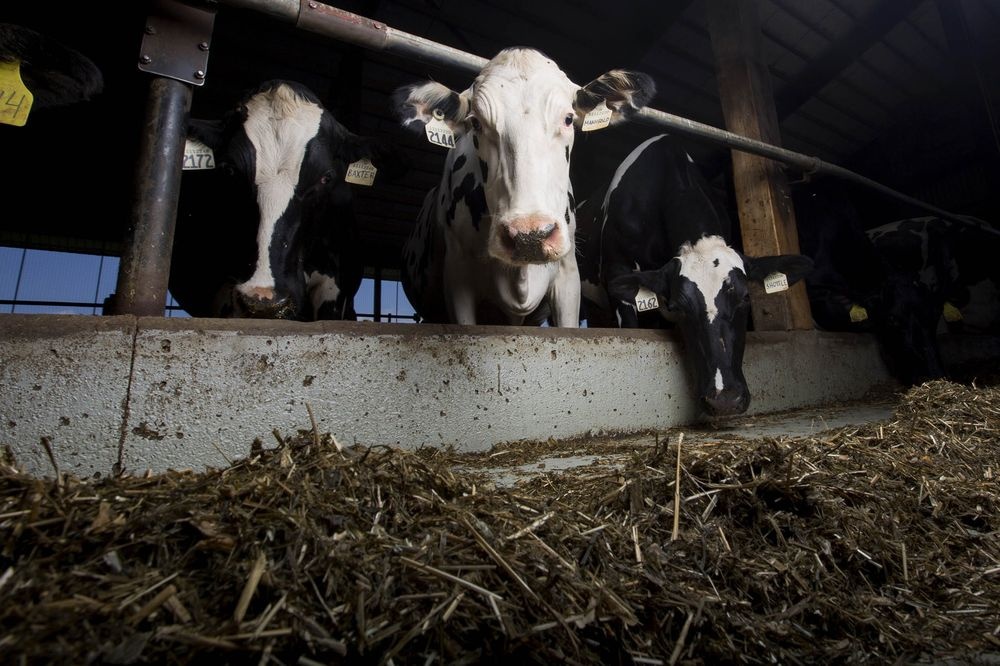 Bi co lap, dai gia Qatar dung may bay cho 4.000 con bo ve nuoc hinh anh