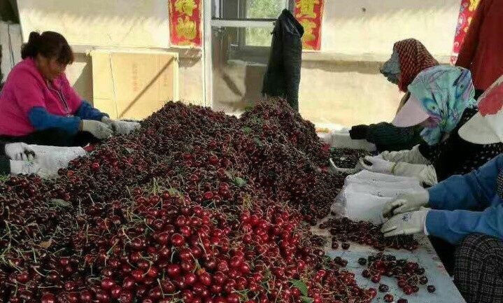 Cherry Trung Quoc gia 120.000 dong mot kg tran ngap cho mang hinh anh