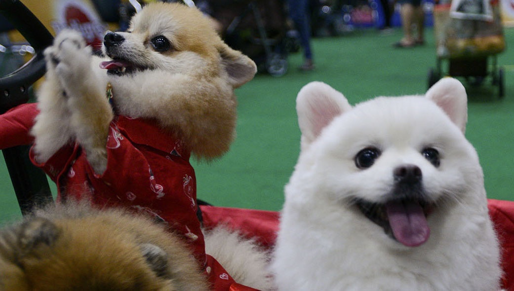 Cho meo them an sang chanh, gia co phieu hang hai san tang 200% hinh anh