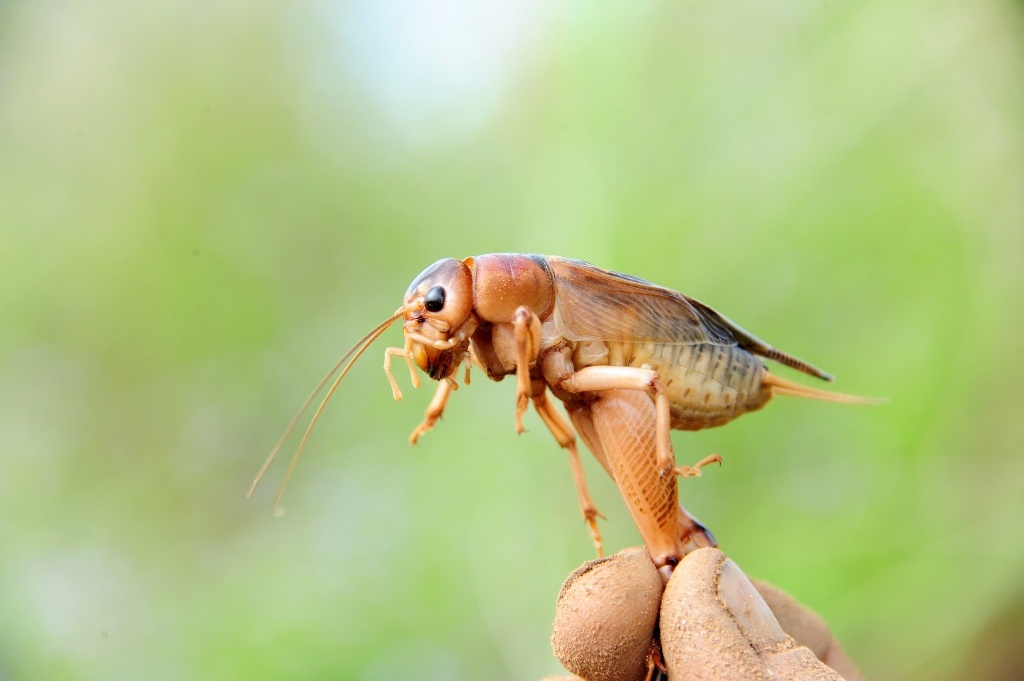 San de com mien tay anh 10