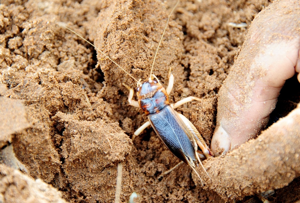 San de com mien tay anh 11